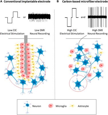 Advances in Carbon-Based Microfiber Electrodes for Neural Interfacing